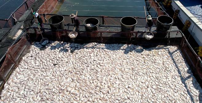 지난달 경남 남해군 미조면 미조로 해상 가두리 양식장에서 어민이 적조로 집단 폐사한 참돔을 수거하고 있다.[연합]