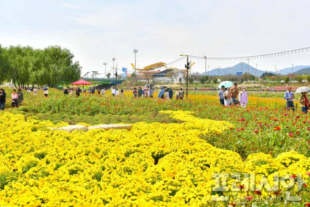 ▲가을 꽃으로 물든 황룡강ⓒ장성군