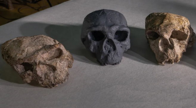 맨 오른쪽은 중국서 발견된 약 100만 년 전 두개골, 가운데는 복원한 형태. 연구진 제공