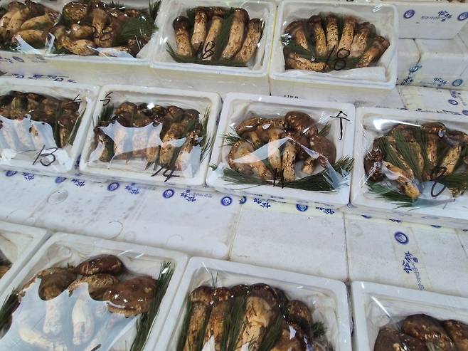 양양 시내에 진열된 송이…아직 양양 송이는 없다 [촬영 류호준]