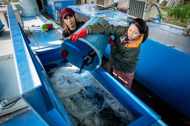 사랑호 조선녀(60) 부선장과 함께 드럼통 속 장어 수조로 옮기기. /이건송 영상미디어 기자