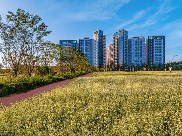 DK아시아가 '신검단 로열파크씨티2'에 지난 20일부터 개장한 ‘검단 메밀꽃·황토 십리길’. /방재혁 기자