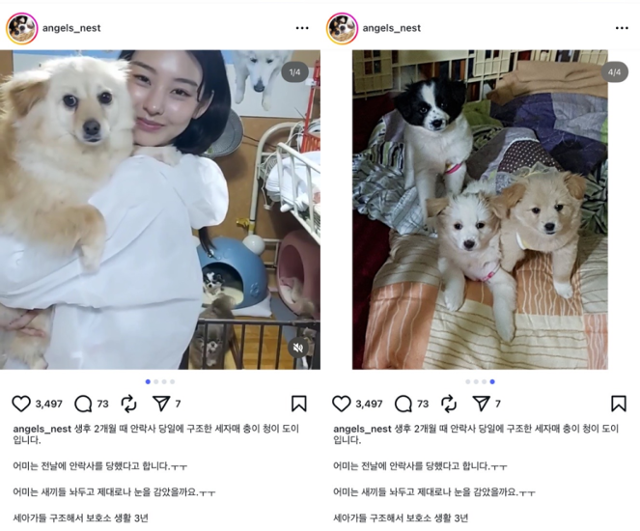 유기동물보호소 '천사들의 보금자리 인스타그램 캡처