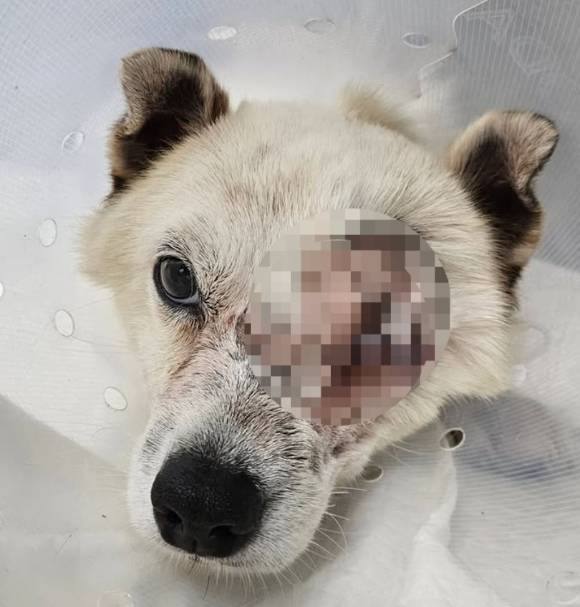 경남 거제에서 발생한 '해병대 비비탄 난사' 사건의 피해 강아지가 결국 안구를 적출했다. [사진=비글구조네트워크 인스타그램]