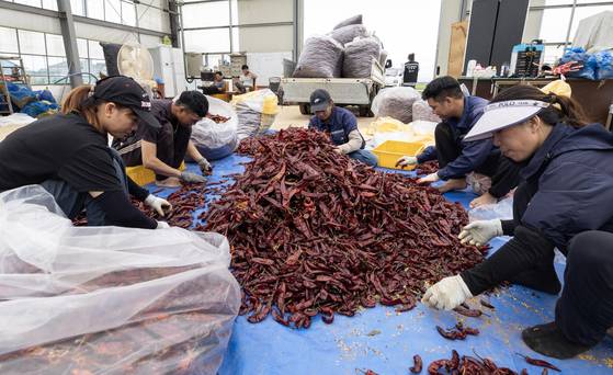지난 17일 전북 고창군 농가에서 외국인 근로자들이 고추를 분류하고 있다. 최기웅 기자
