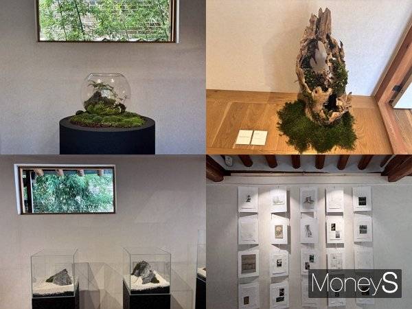 사진은 배렴가옥 로우핸드 테라리움 '관조' 전시. /사진=김다솜 기자