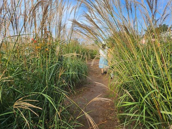[거창=뉴시스]  27일 오전 7시 경남 거창군 감악산 별바람언덕 꽃별여행 축제애 많은 관광객들이 억새미로를 걷고 있다. 2025. 09. 27. shw1881@newsis.com *재판매 및 DB 금지