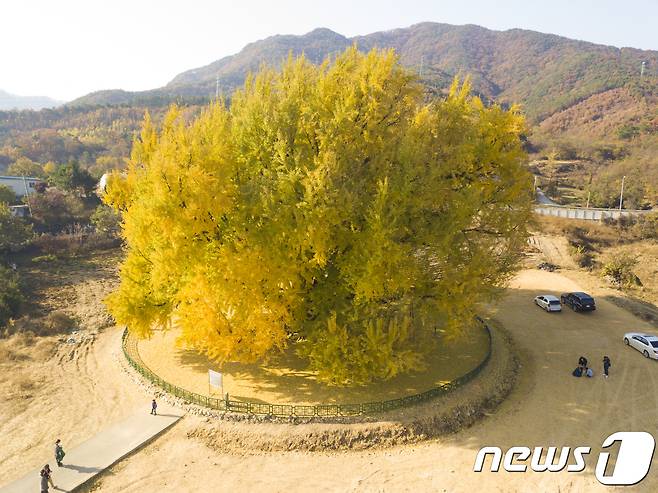 단풍 절정기의 강원 원주시 문막읍 반계리 은행나무 자료 사진. ⓒ News1