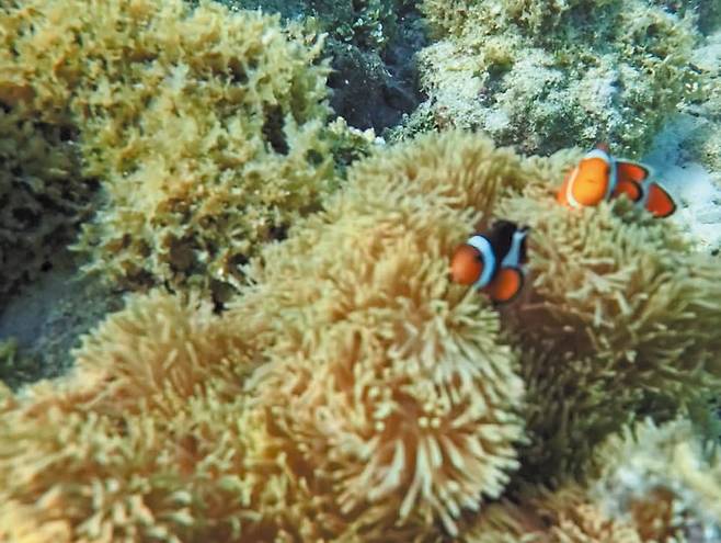 리조트 앞바다에서 만난 말미잘과 흰동가리다. /조유미 기자