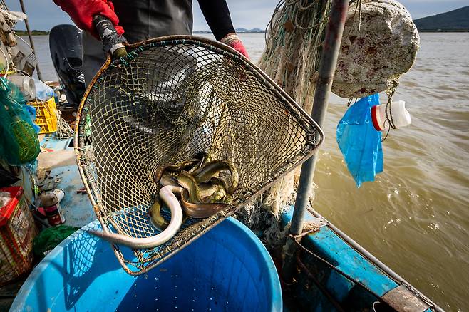 이날 잡은 장어들. /이건송 영상미디어 기자