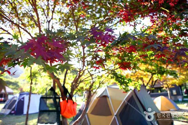 설악동야영장의 단풍이 물들어가고 있다. /사진=한국관광공사