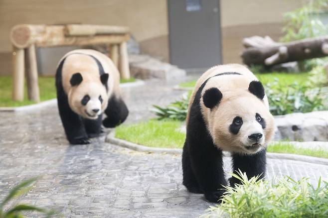 “우리 후이는 손이 많이 가” 쌍둥이만의 새 보금자리에서 언니 루이가 후이의 행동을 지켜보고 있다.