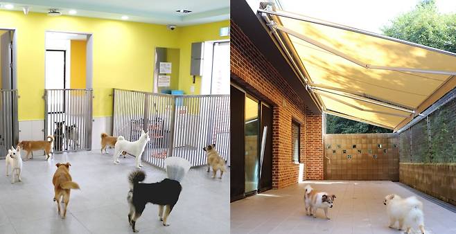 노견정 실내외 운동장 모습 [11번가 제공]