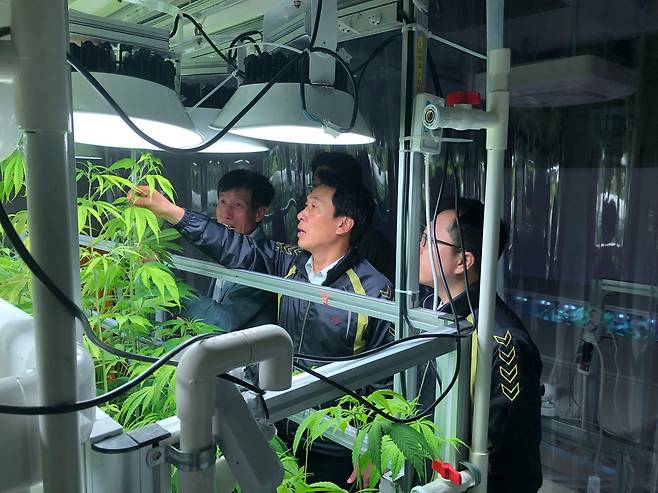 KIST 강릉분원 천연물연구소 연구원들이 스마트팜에서 의료용 대마를 키우고 있다. 약용 물질을 많이 생산하는 신품종도 개발 중이다. /KIST 제공