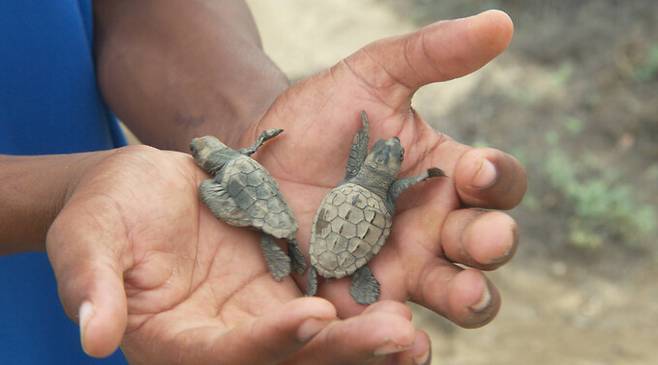 국내외 다양한 동물 영화를 소개해온 ‘서울동물영화제’가 오는 10월28일부터 11월3일까지 일주일간 온·오프라인으로 진행된다. 사진은 개막작 ‘코리올리 효과’의 한 장면. 서울동물영화제 제공