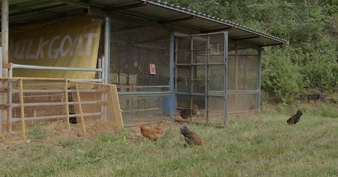 제8회 서울동물영화제가 오는 10월28일 개막한다. 사진은 폐막작인 ‘작은 발자국: 카라 생추어리 다큐멘터리’의 한 장면. 서울동물영화제 제공