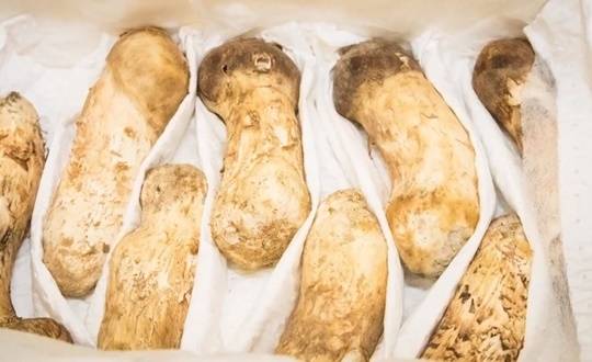 송이버섯.[헤럴드DB]