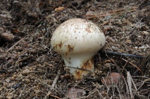 송이버섯.[헤럴드DB]