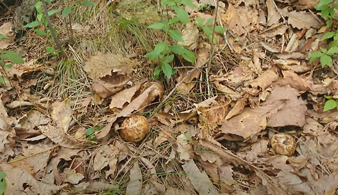소나무숲 속 송이버섯.[유튜브 시사남 채널 갈무리]