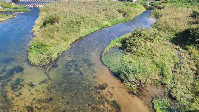 하루 만에 흐려졌다 다시 맑아진 내성천. 손병현 기자