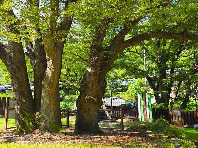 음실마을 노거수 군락.