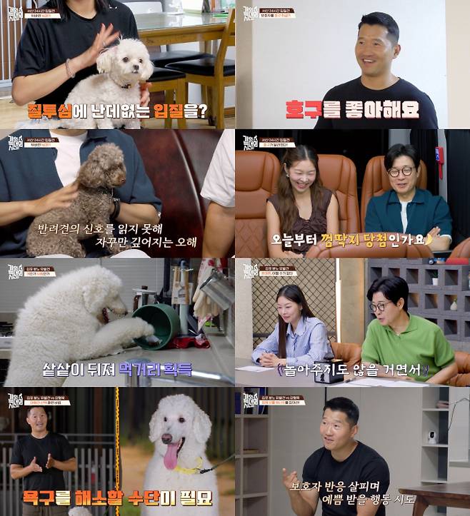 ‘개와늑대의시간’ 호구된 입질견 (사진: 채널A)