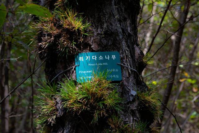 서울대학교 관악(안양)수목원 리기다소나무에 인식표가 부착돼 있다.