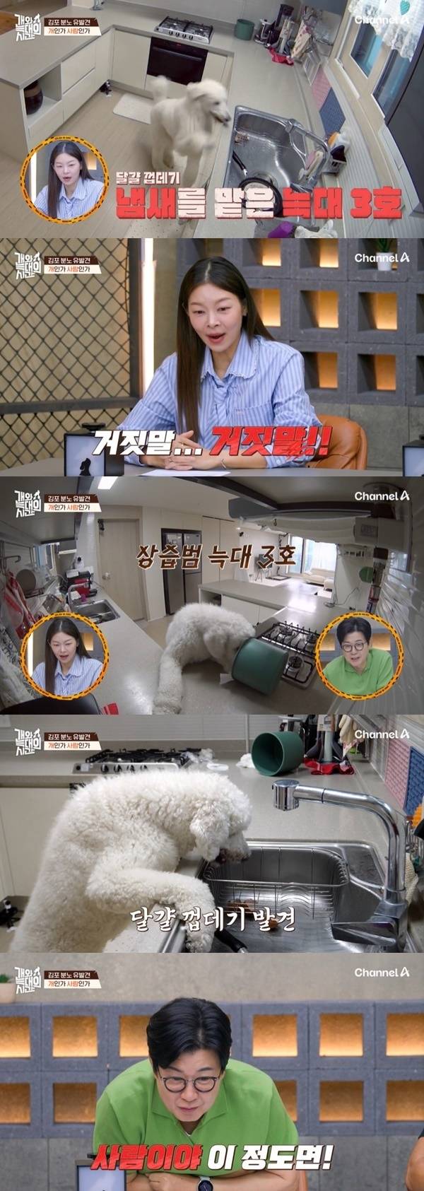 채널A ‘개와 늑대의 시간’ 캡처