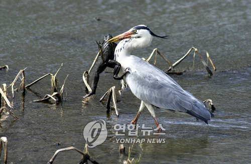 왜가리의 황소개구리 사냥 [연합뉴스 자료사진. 재배포 DB 금지]