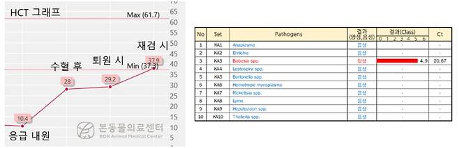 진드기 감염으로 빈혈이 발생한 프렌치 불독은 응급 수혈과 치료 덕분에 빈혈 수치와 활력이 회복됐다(본동물의료센터 제공). ⓒ 뉴스1