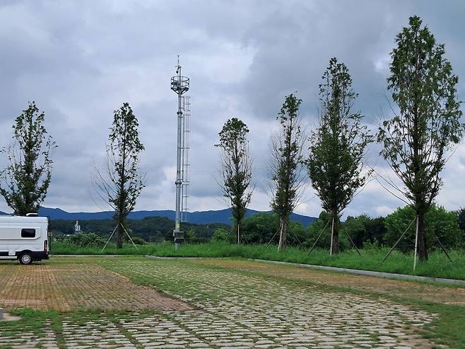 박두형 여주시의회 의장이 여주시 멱곡동 자신의 농지와 인접한 배수지(농어촌공사 소유 국유지)에 불법으로 심었다가 적발되자 여주시에 기증해 연양동 주차장 인근에 옮겨 심은 나무 모습. 공동시민참여연대 제공