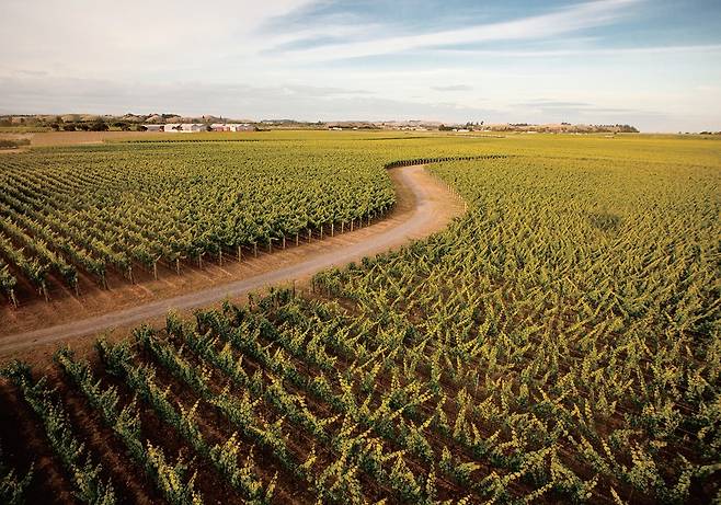 호크스 베이의 크레기 레인지 포도밭. /NZ Winegrowers