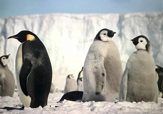 황제펭귄 수컷은 번식 기간의 3분의 1 이상을 허들링 하며 공기에 노출되는 면적을 최소화한다. 이원영 제공