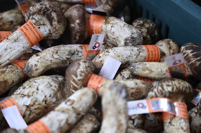 2일 강원 양양군 양양읍 양양속초산림조합 지하에 등급 분류 작업이 끝난 양양 송이에 띠지가 붙어 있다./사진=연합뉴스