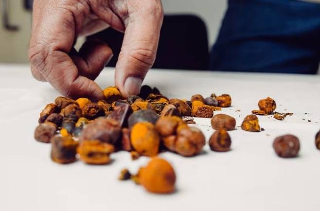 미국 월스트리트저널(WSJ)은 최근 브라질 남부 바레토스 지역에서 무장 갱단이 농가에 침입해 소를 무단으로 도축하고 담석을 훔쳐 달아나는 사건이 연이어 발생하고 있다고 보도했다. /사진=WSJ