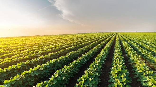 [서울=뉴시스] 미국의 대표적인 대두 생산지인 미네소타주의 콩밭.(출처: 미네소타대두협회 홈페이지) 2025.10.03. *재판매 및 DB 금지