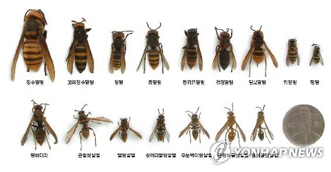 벌의 종류 가장 큰 것이 장수말벌로, 100원짜리 동전과 비교해보면 그 크기를 알 수 있다.[국립공원관리공단 제공=연합뉴스]