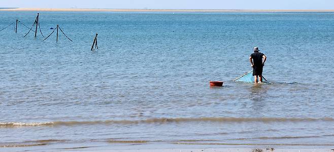 ▲ 지난 10일 인천 옹진군 대이작도에서 김민욱(32) 청년회장이 곤쟁이 잡이용 그물을 들고 물속에 들어가 곤쟁이를 잡고 있다. /인천일보
