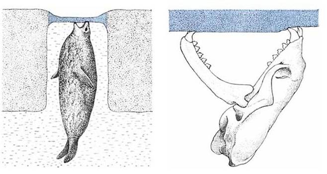 웨델물범은 해빙이 깨졌다가 다시 얼면서 생긴 비교적 얇은 얼음을 찾아내 앞니와 송곳니를 이용해 얼음을 깬다. 아랫니로 얼음을 고정시킨 채, 주로 윗니를 이용해 얼음을 긁어내는 방식으로 구멍을 낸다. 제럴드 L 쿠이만/사이언티픽 아메리칸 제공