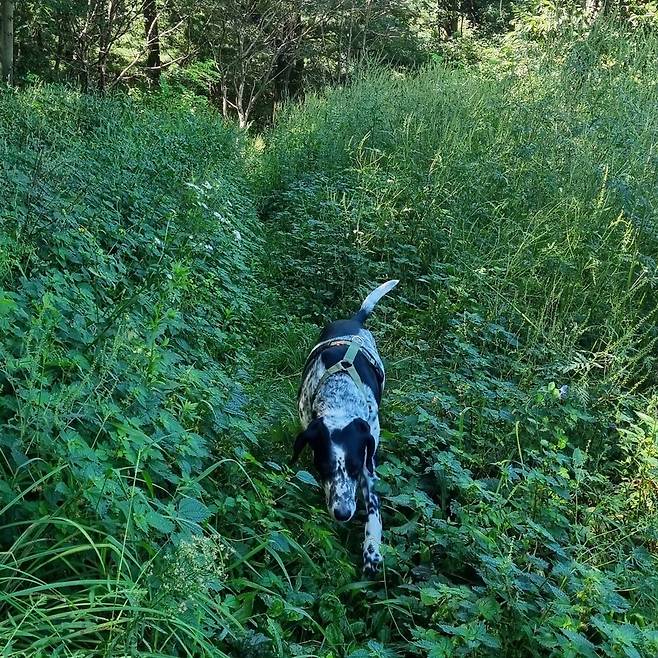 바싹 마른 개에서 벌크업한 근육견이 된 무늬. 안담 제공