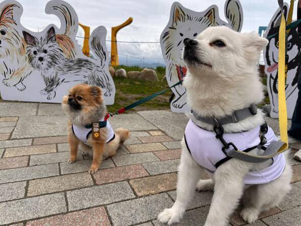 안씨의 반려견 미송과 아롱이 지난해 열린 강아지 트레킹 행사에 참가해 나란히 앉아 있다. 안씨 제공