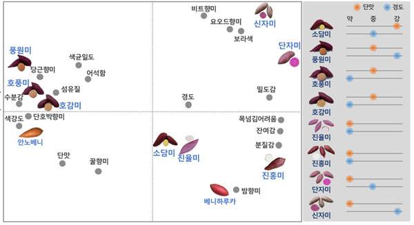 찐 고구마 특성별 시각화 맛지도./사진=농촌진흥청 제공