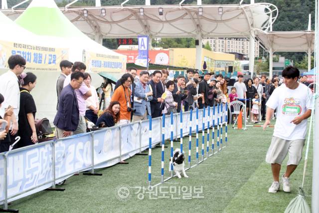 ▲ ‘반려견과의 동행’ 홍천 FCI 국제 도그쇼·반려동물 문화축제 성료