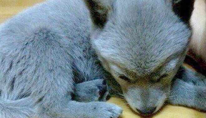 러시안 블루 강아지 (인터넷 커뮤니티)