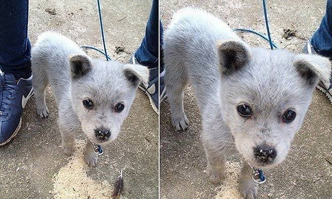 러시안 블루 강아지 (인터넷 커뮤니티)