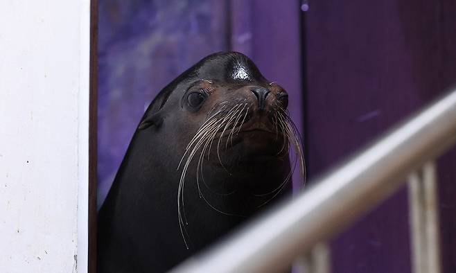 바다사자 수조에서 수컷 캘리포니아 바다사자 데니스(13)가 문틈으로 얼굴을 내밀고 밖을 내다보고 있다.