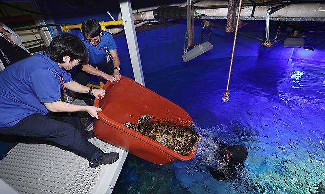 아쿠아리스트들이 바다거북 수조에서 몸무게, 갑장, 갑폭 길이 등을 측정하기 위해 바다거북을 꺼내고 있다.