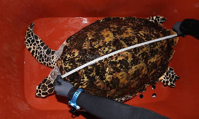 아쿠아리스트가 수조에서 꺼낸 바다거북의 갑장 길이를 측정하고 있다.