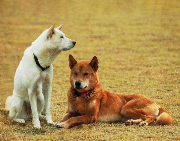 진도개.<국가유산청 제공>