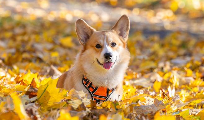 반려동물 인구 1,500만 시대, 추석 명절 음식과 귀성길 이동은 강아지에게 부담이 될 수 있다. 위험 음식과 멀미 예방 수칙을 확인해야 한다. 게티이미지뱅크